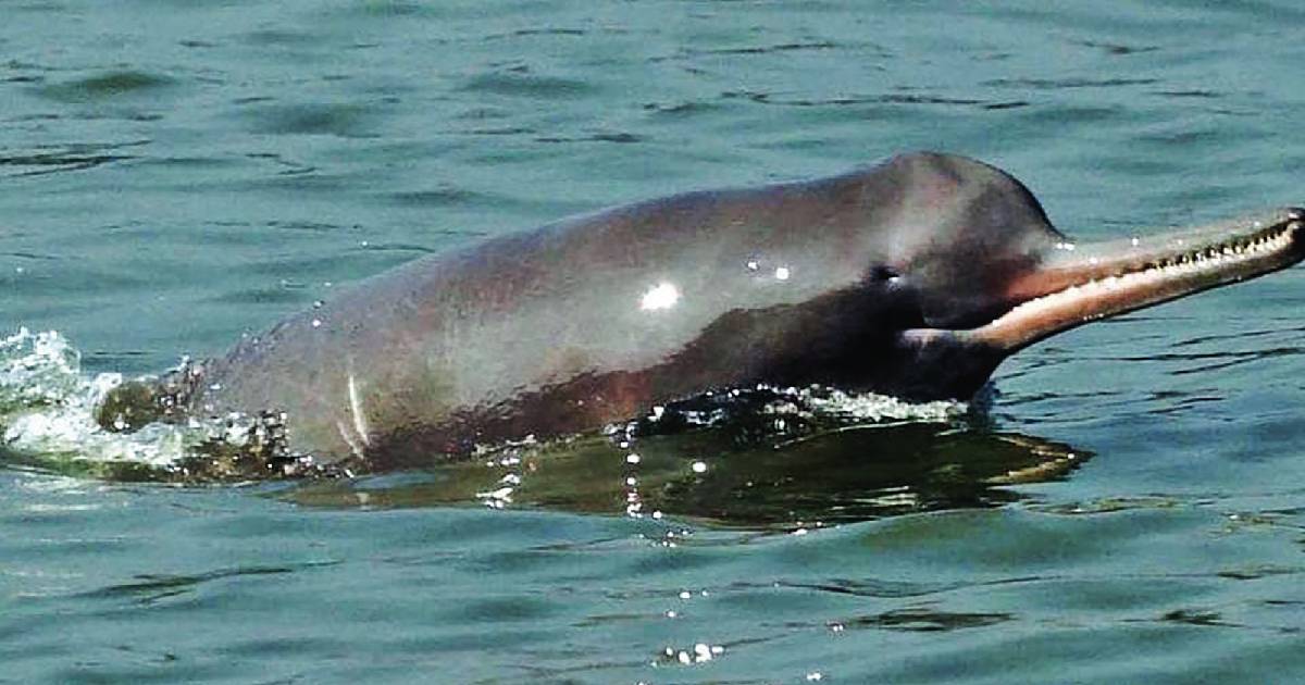 J’khand govt proposes 2 stretches of Ganga for ‘dolphin safari’ project
